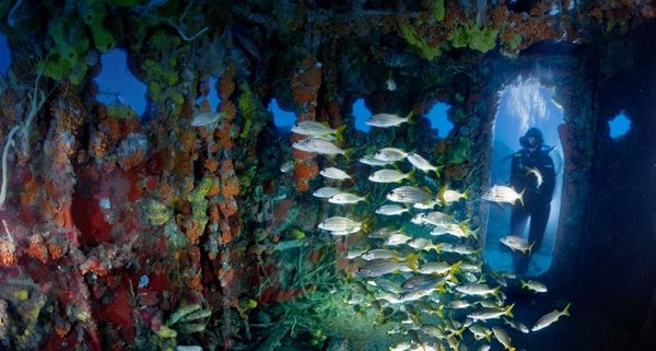 Upholstered with sponges and corals, the bridge of the U.S. Coast Guard Cutter Duane attracts schools of smallmouth grunts—and divers