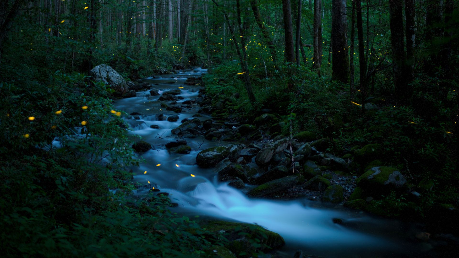 Lucciole sincrone, Parco Nazionale delle Great Smoky Mountains, Tennessee, Stati Uniti