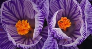 Crocus blossoms in early spring (© Don Johnston/age fotostock) &copy; (Bing United States)