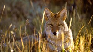 甘尼森黑峡谷国家公园里的郊狼，美国科罗拉多州 (© Jeff Diener/Aurora Photos)(Bing China)