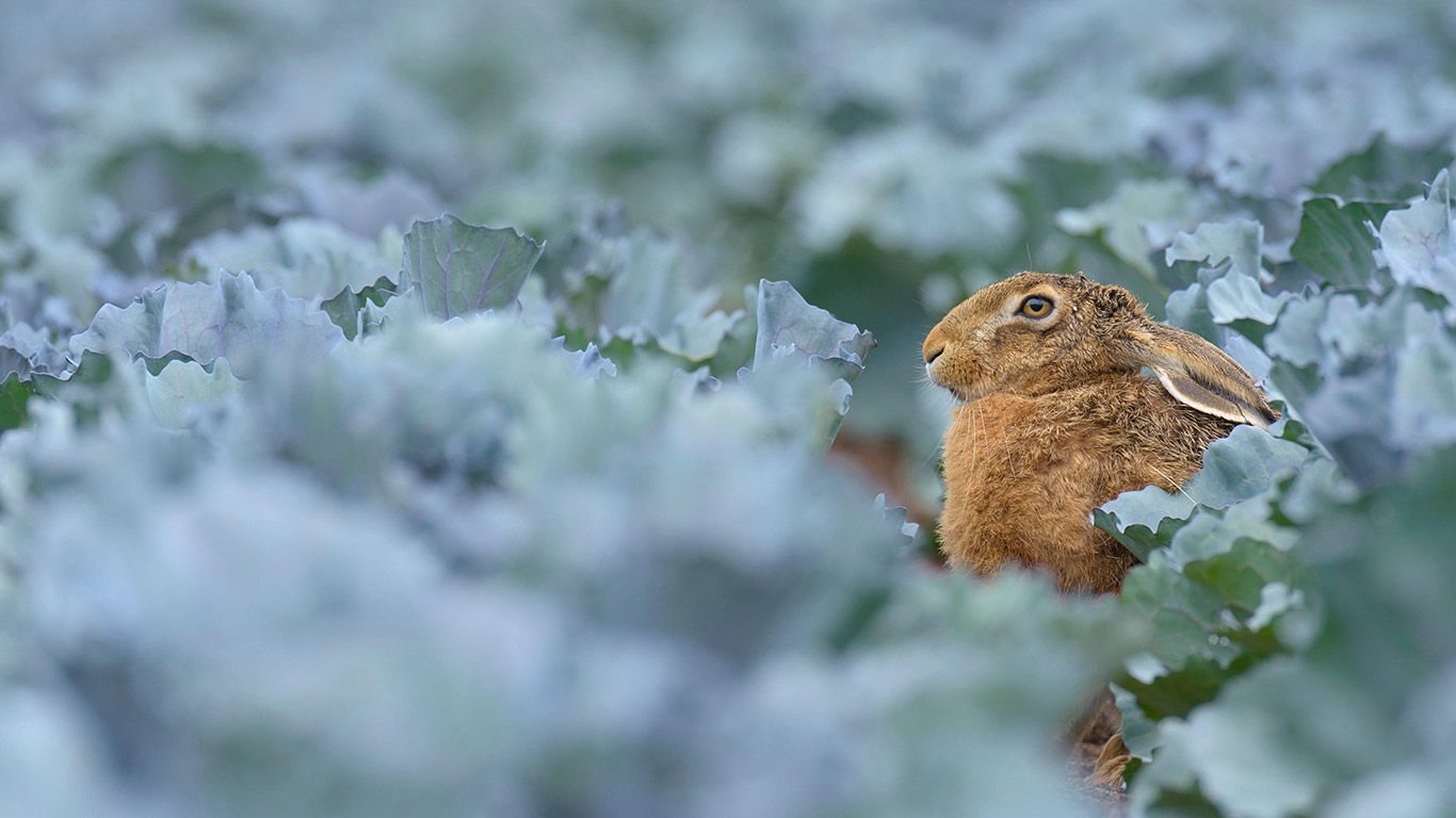 European brown hare (Lepus europaeus) in red cabbage field, Hessen, Germany