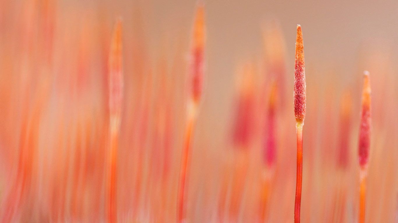 Macro photograph of a variety of bristly haircap moss