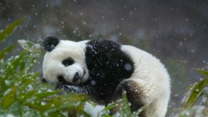 四川省卧龙国家级自然保护区内的大熊猫幼仔 (© Keren Su/Corbis)(Bing China)