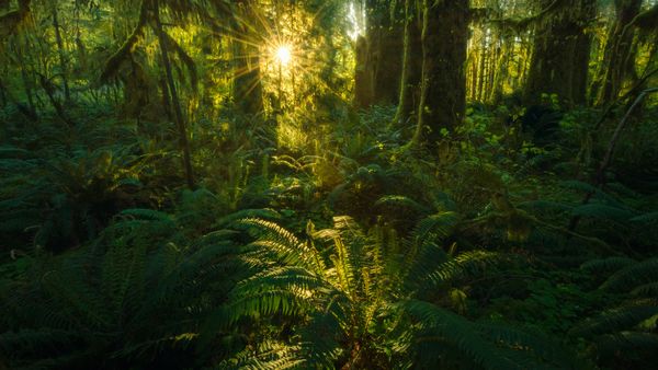 Quinault rainforest, Olympic National Park, Washington, United States