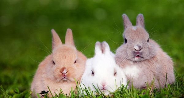 Bunnies
