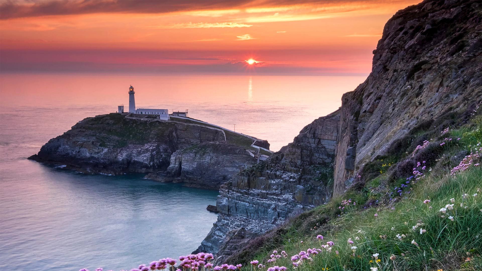 South Stack Lighthouse and coastal wildflowers at sunset, Anglesey