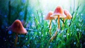 微距拍摄的梦幻仙境，草地中的蘑菇与露珠 (© Sylvia Cook Photography/Getty Images)(Bing China)