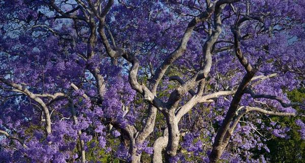 JacarandaTrees