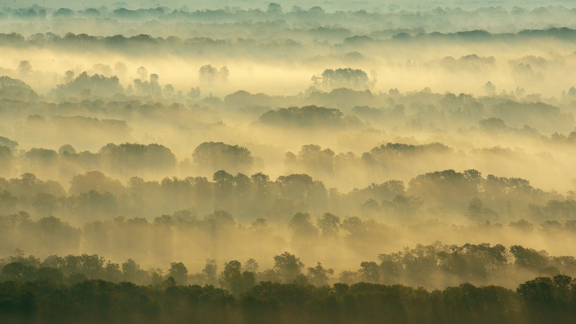 Letea Forest, Danube Delta, Romania