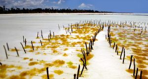 Seaweed farming near Paje on the island of Unguja, Tanzania-- Ariadne Van Zandbergen/Photolibrary -- Ariadne Van Zandbergen/Photolibrary &copy; (Bing New Zealand)