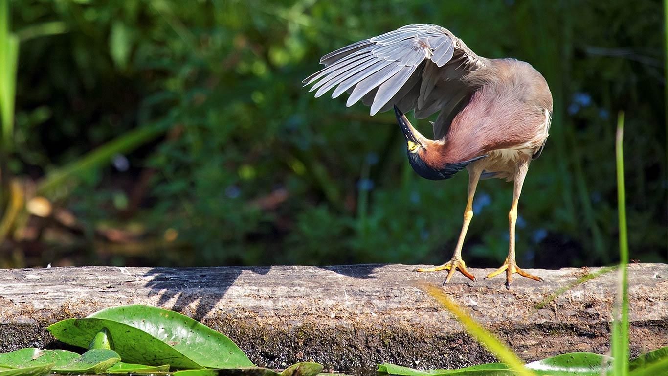 Green heron in Washington Park Arboretum in Seattle, Washington, USA
