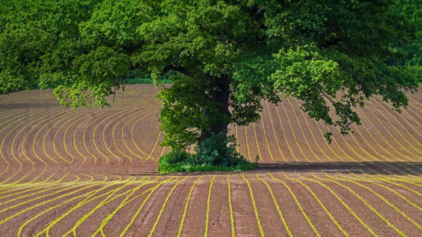 English oak tree in Monmouthshire, Wales