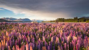 特卡波湖沿岸的鲁冰花，南岛，新西兰 (© Jeffrey Lewis/Tandem Stills + Motion)(Bing China)