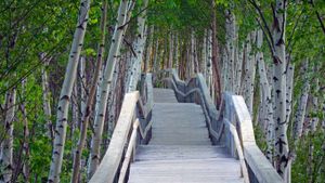 Raised boardwalk and white birch trees in Sackville Waterfowl Park, Sackville, New Brunswick, Canada  (© Dale Wilson/Getty Images)(Bing New Zealand)