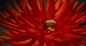 Dahlia blossom with honey bee, British Columbia, Canada --Chris Cheadle/All Canada Photos &copy; (Bing Canada)