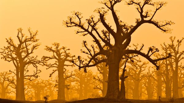 A baobab grove near Bandia Wildlife Reserve in Senegal