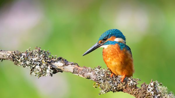 Kingfisher (Alcedo atthis) near Wychbold, Worcestershire