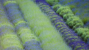 Rows of different lavender plants in a field in the Cowichan Valley in British Columbia (© plainpicture/Design Pics/Debra Brash)(Bing Canada)