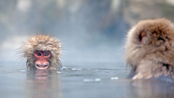 ｢温泉ザル｣長野, 地獄谷野猿公苑