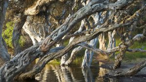 Myrtle trees (Melaleuca) at Norman's Beach near Albany in Western Australia (© Yva Momatiuk & John Eastcott/Minden Pictures)(Bing Australia)