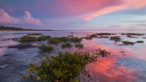 Red mangrove tree seedlings in Guanahacabibes National Park, Cuba