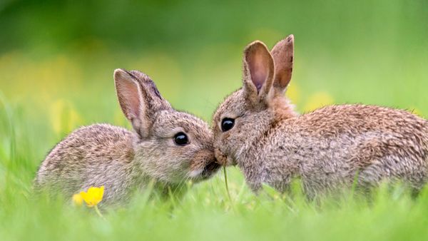 Wild baby rabbits in spring