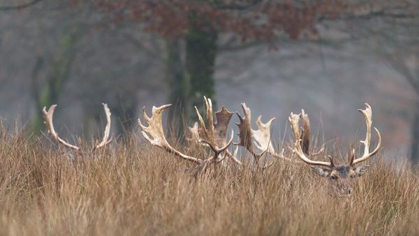Cerf cachés dans la forêt