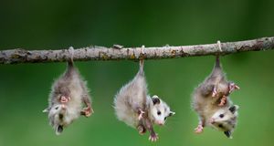 Baby opossum hanging from branch -- Frank Lukasseck/Corbis &copy; (Bing United States)