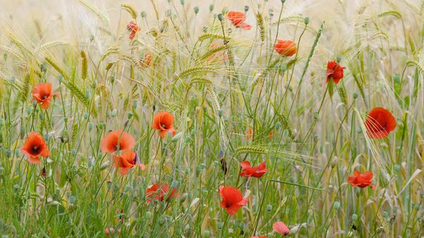 Coquelicots dans un champs de blé, France