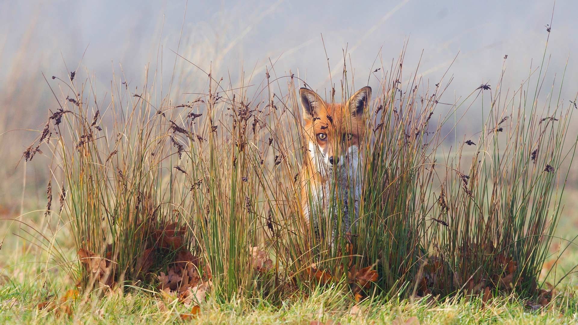 A red fox in the grass