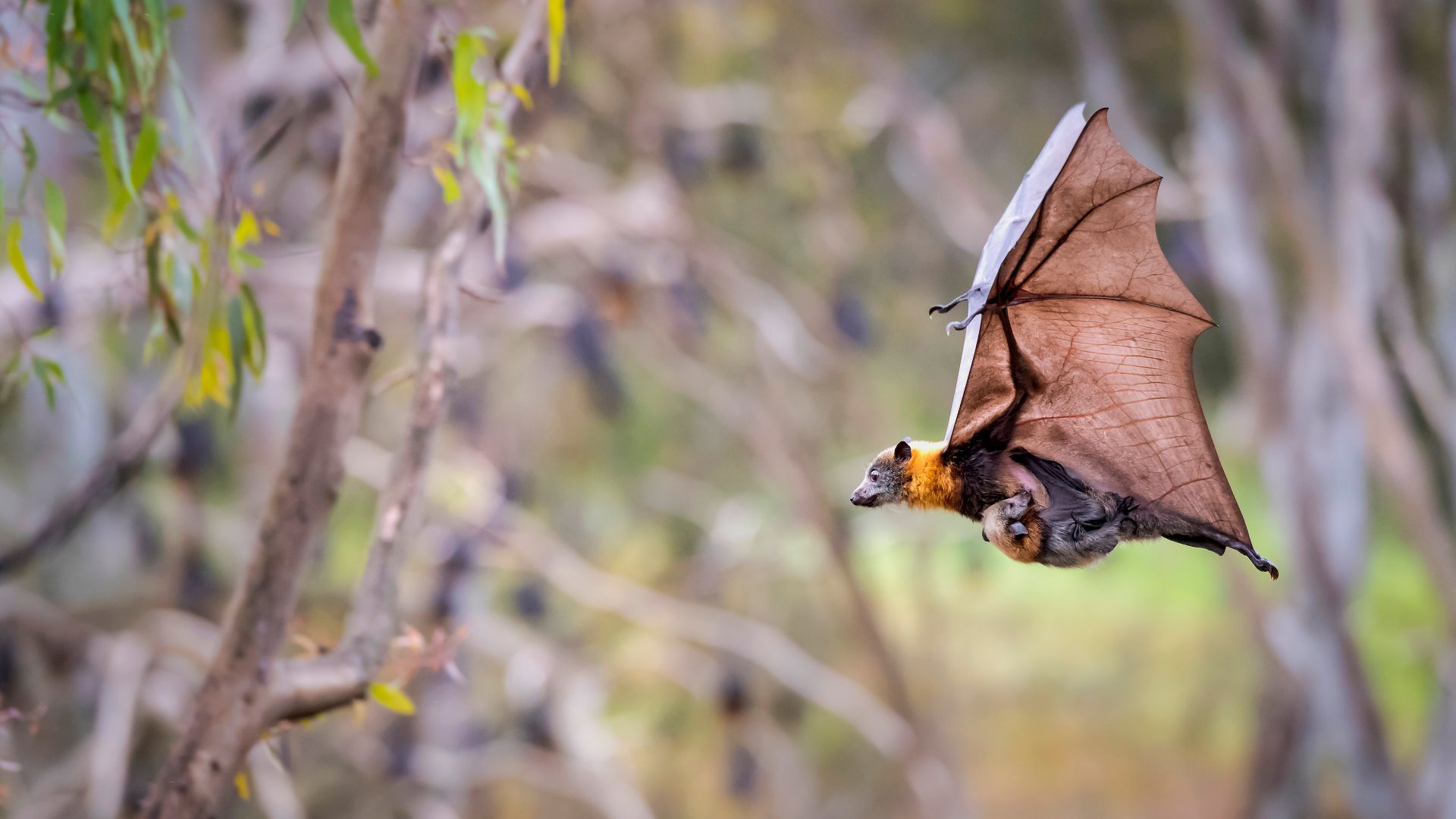 Grey-headed flying fox carrying her pup, Yarra Bend Park, Australia