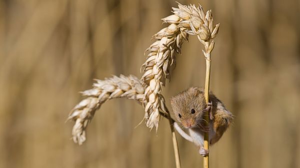 A harvest mouse living in a tennis ball in Thetford, Norfolk