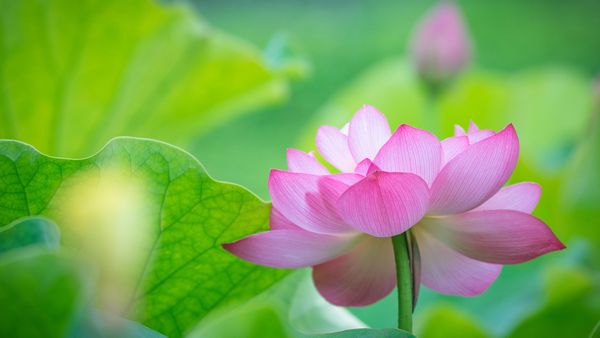 蓮の花