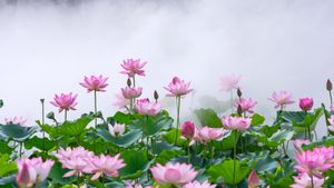雾中莲花，中国佛山 (© huoguangliang/Getty Images)(Bing China)