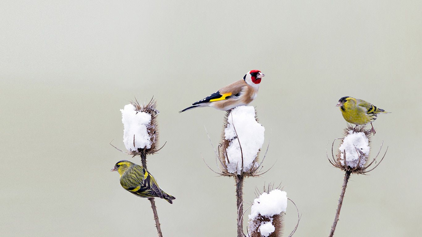 Stieglitz und Erlenzeisige bei der winterlichen Futtersuche auf den Blütenständen einer Distel, Deutschland