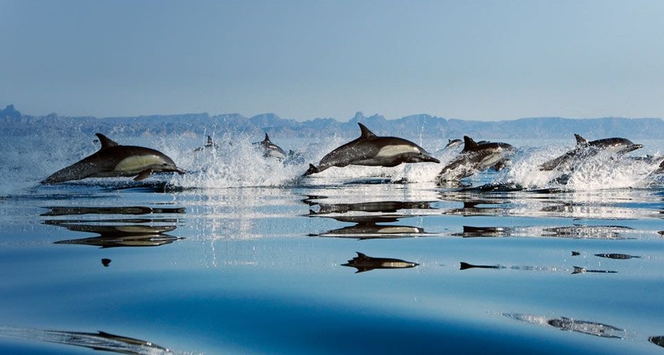 Common Dolphins (delphinus delphis) in the Gulf of California,  Mexico