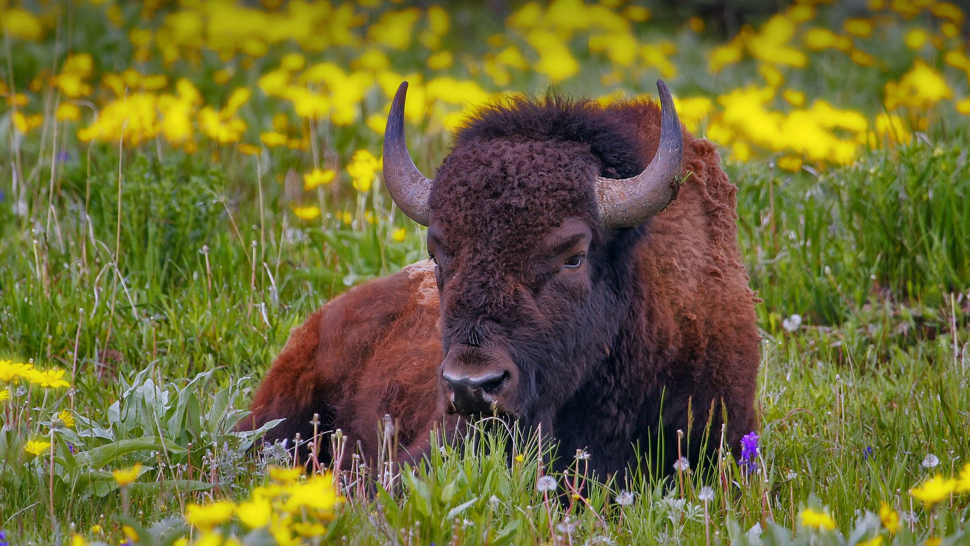 Male American bison in Yellowstone National Park, Wyoming