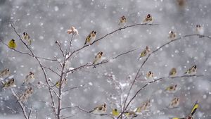 Chardonnerets élégants perchés sur des branches couvertes de neige (© Christophe Sidamon-Pesson/Minden)(Bing France)