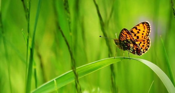 ButterflyWings