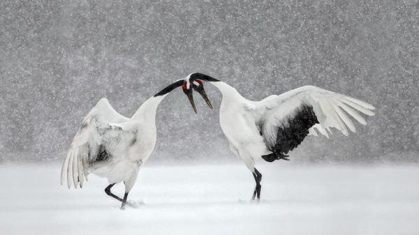 Red-crowned cranes dance in Hokkaido, Japan