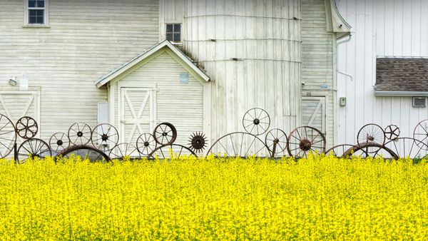 Vecchio fienile e campo di colza, regione di Palouse, Idaho, USA
