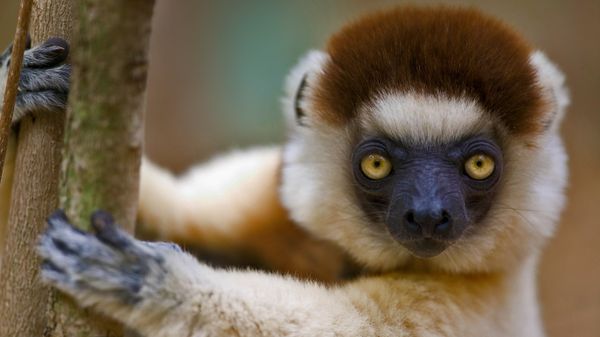 Verreaux's sifaka in Berenty Reserve, Madagascar