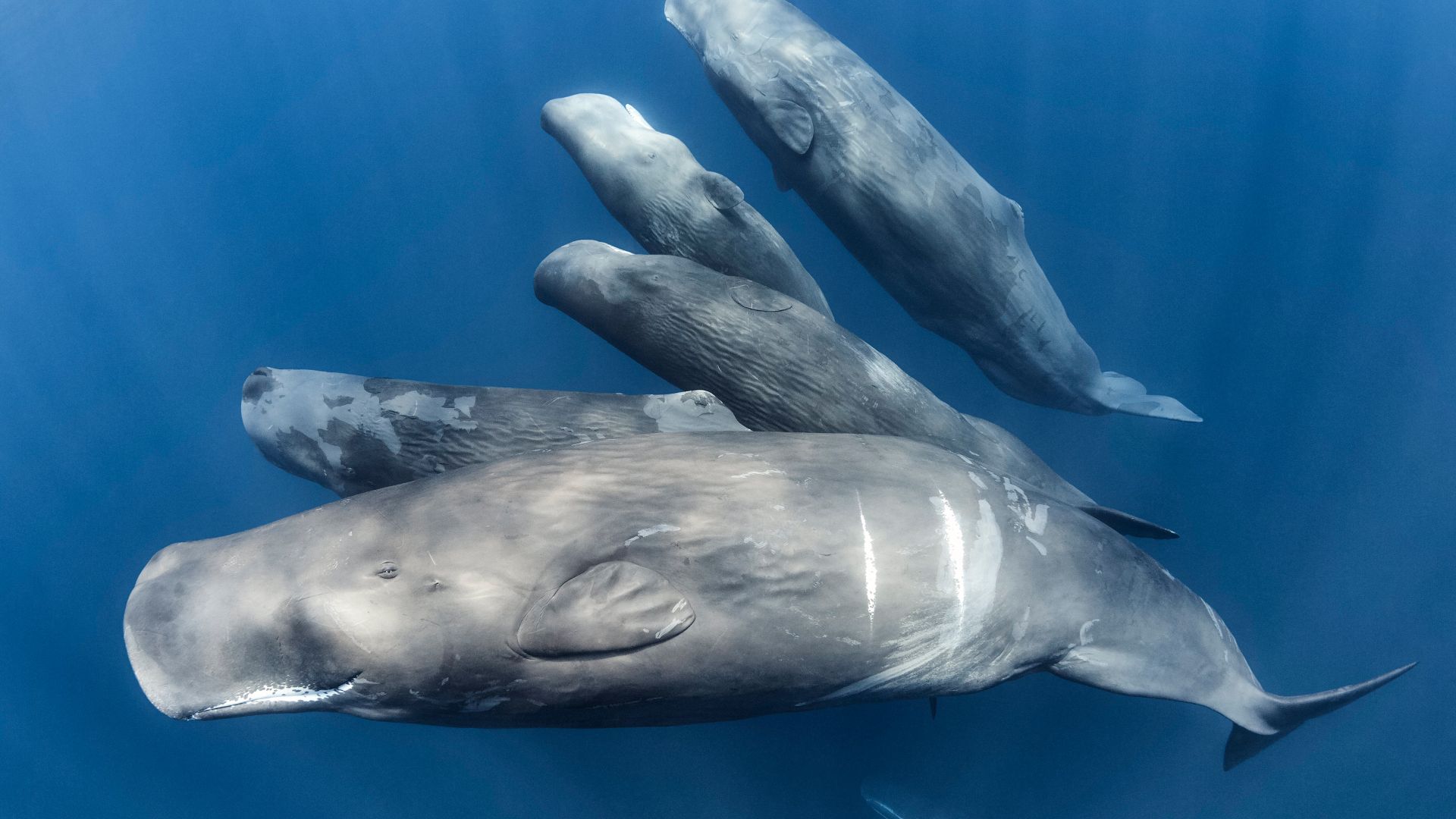 A family of sperm whales, Indian Ocean