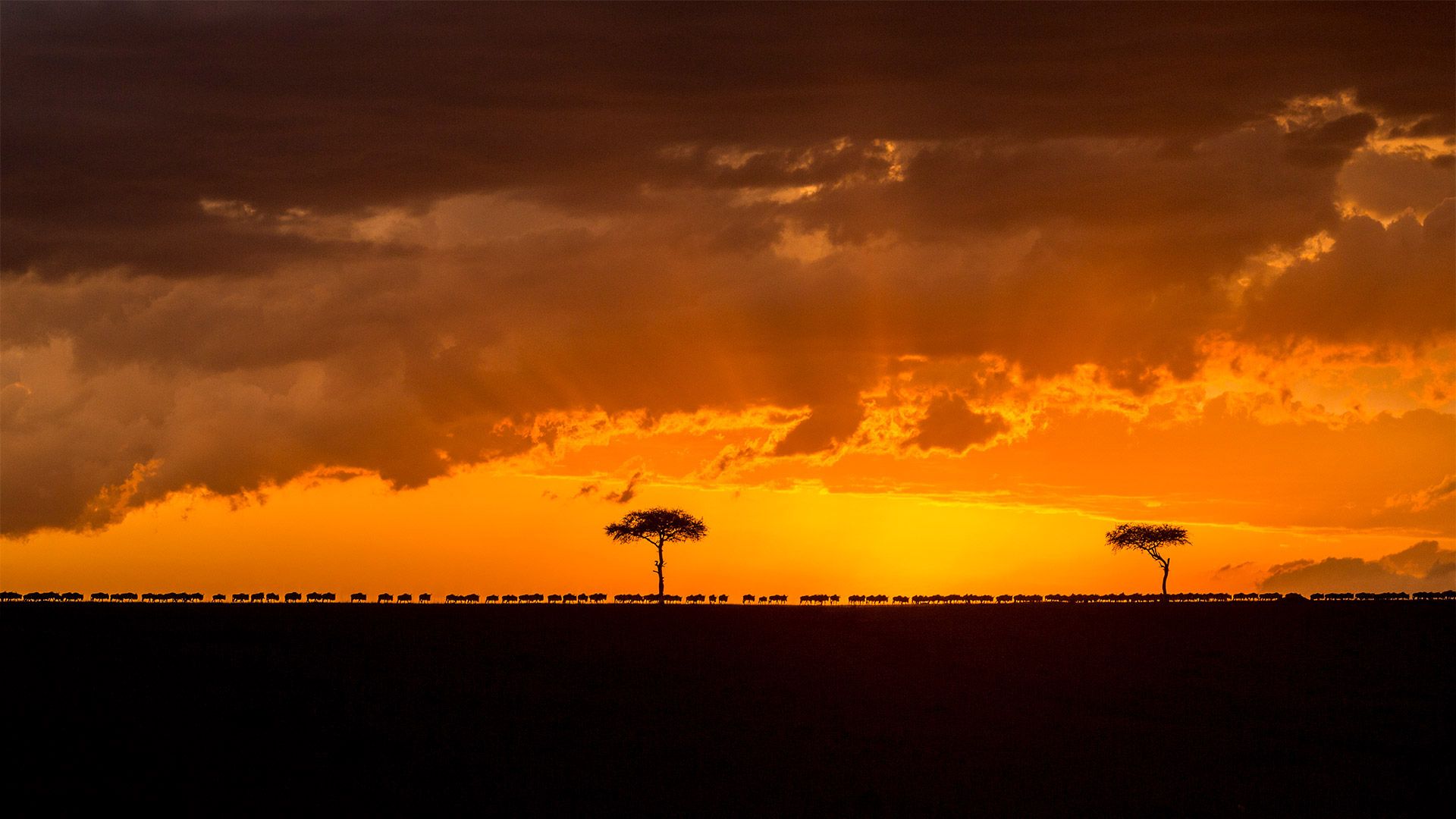 Blue wildebeest herd migrating at sunset, Maasai Mara Game Reserve, Kenya