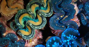 Mantles of giant clams in Kingman Reef, Pacific Ocean (© Brian J. Skerry/Getty Images) &copy; (Bing United States)