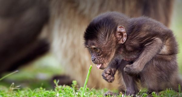 BabyBaboon