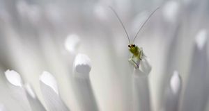 Green lacewing perched on a petal (© David Maitland/Getty Images) &copy; (Bing United States)