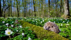 European hedgehog, France (© Klein & Hubert/Nature Picture Library)(Bing United States)