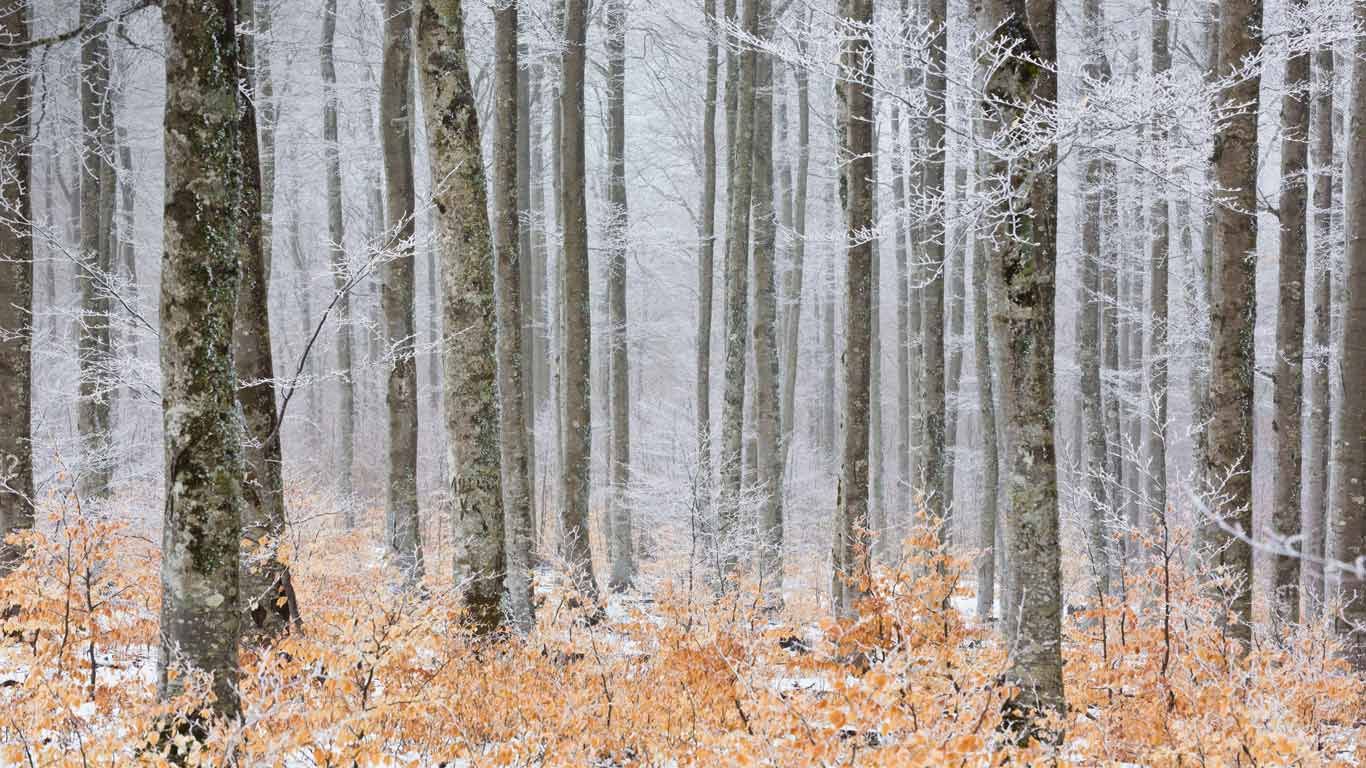 Beech forest in frost, Serreyrède Path, Cévennes National Park, France