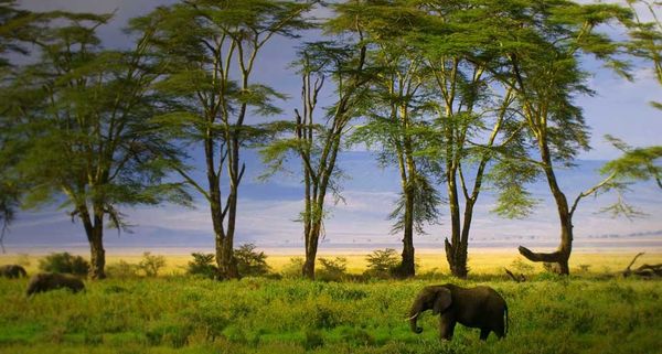 African Elephant in Ngorongoro Crater in Ngorongoro Conservation Area, Tanzania